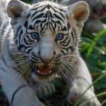 Scandal la Zoo Craiova. Un pui de tigru bengalez alb, ucis de gunoaiele lăsate de vizitatori