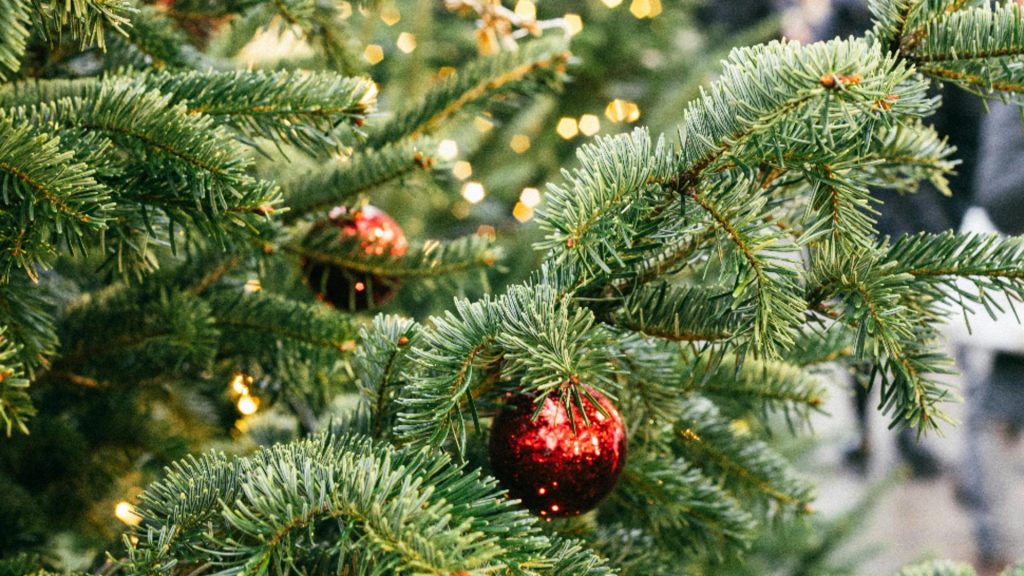 Ghid complet. Cum să îți păstrezi bradul de Crăciun, verde și proaspăt pe tot parcursul sărbătorilor