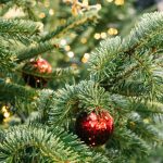 Ghid complet. Cum să îți păstrezi bradul de Crăciun, verde și proaspăt pe tot parcursul sărbătorilor