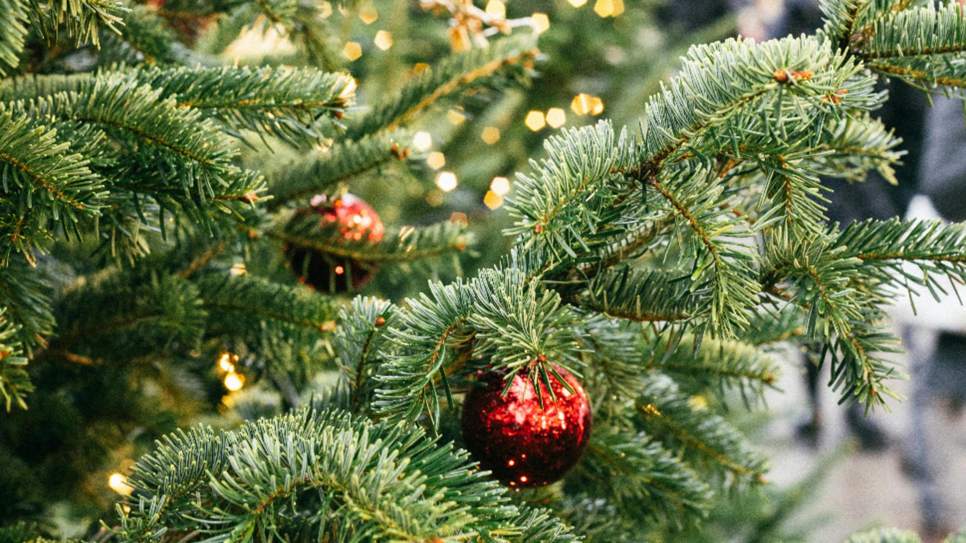 Ghid complet. Cum să îți păstrezi bradul de Crăciun, verde și proaspăt pe tot parcursul sărbătorilor