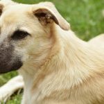 Ce boală poți contacta de la câinele tău? Simptome de luat în seamă