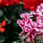Trucuri pentru ciclame pline de flori. Cum trebuie îngrijită, iarna, această plantă de apartament