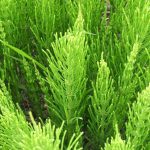 „Apărătorul legumelor”. Planta care protejează grădina și are utilizări medicinale