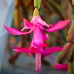 Ingredientul din bucătărie care ajută la fertilizarea Crăciuniței- cactus. Va înflori din abundență