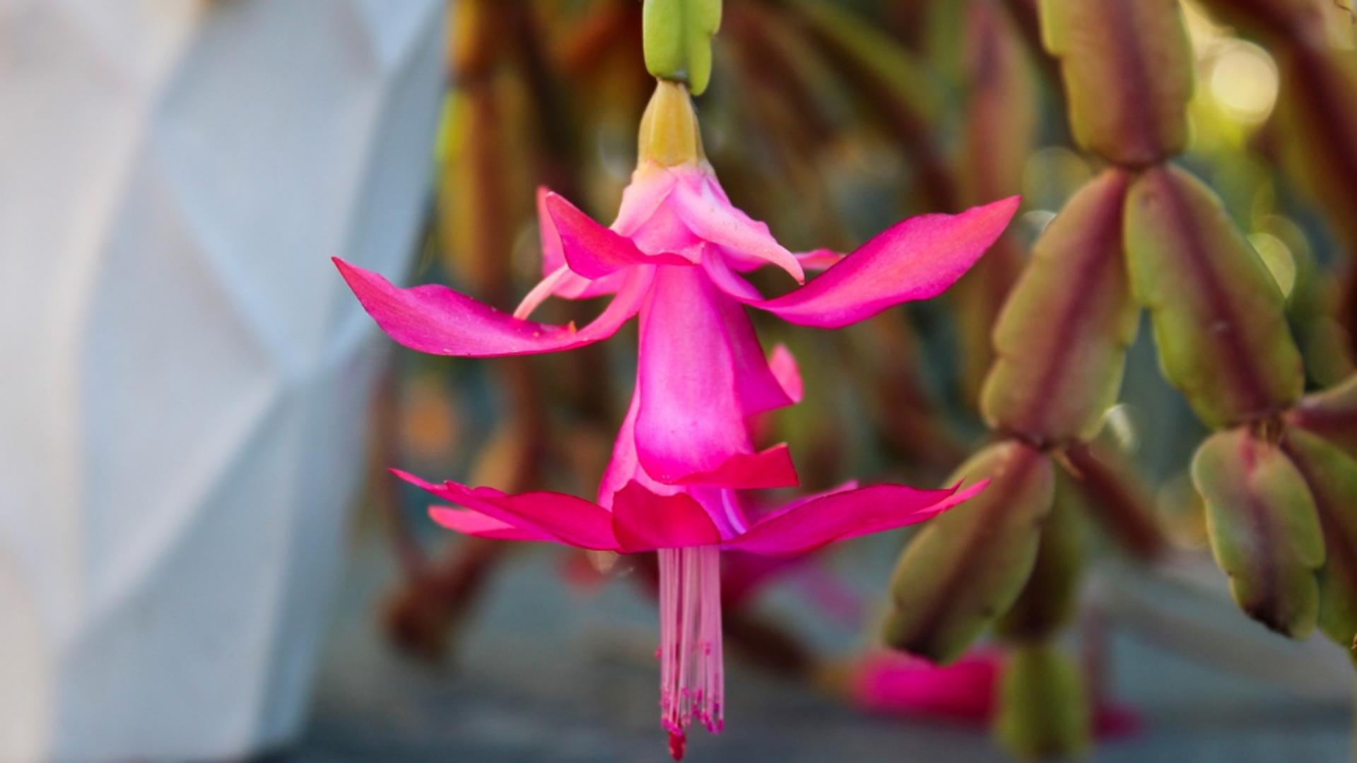 Ingredientul din bucătărie care ajută la fertilizarea Crăciuniței- cactus. Va înflori din abundență