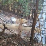 Alertă în Argeș! Resturile unei drone, descoperite într-o pădure. Autoritățile sunt în alertă maximă