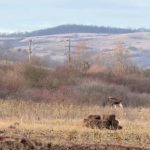 Un animal misterios, observat în pădurile României. Cum explică specialiștii apariția surprinzătoare VIDEO