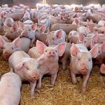 Focar de pestă porcină la o fermă din Mehedinți, în prag de sărbători. Peste 1500 de porci au fost sacrificaţi