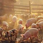 Dreptate pentru fermierii care nu au primit despăgubiri pentru animalele sacrificate în urma focarelor de boală. România riscă un val de procese după o decizie ÎCCJ