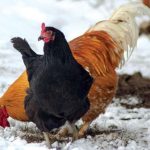 Cum să îți faci găinile să producă mai multe ouă iarna. Trucul secret al bunicilor care funcţionează de fiecare dată