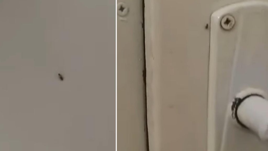 Gândacii colcăie în voie în Spitalul Municipal Sebeș. Managerul susține că era „doar un pui”. Video