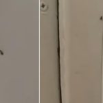 Gândacii colcăie în voie în Spitalul Municipal Sebeș. Managerul susține că era „doar un pui”. Video