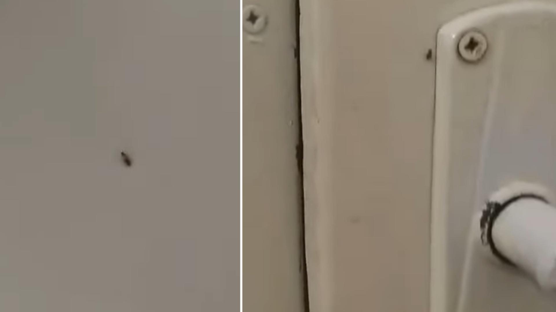 Gândacii colcăie în voie în Spitalul Municipal Sebeș. Managerul susține că era „doar un pui”. Video