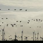 Braconaj de păsări sălbatice descoperit de jandarmi în Prahova. Le ademeneau cu dispozitive radio şi vergele unse cu clei