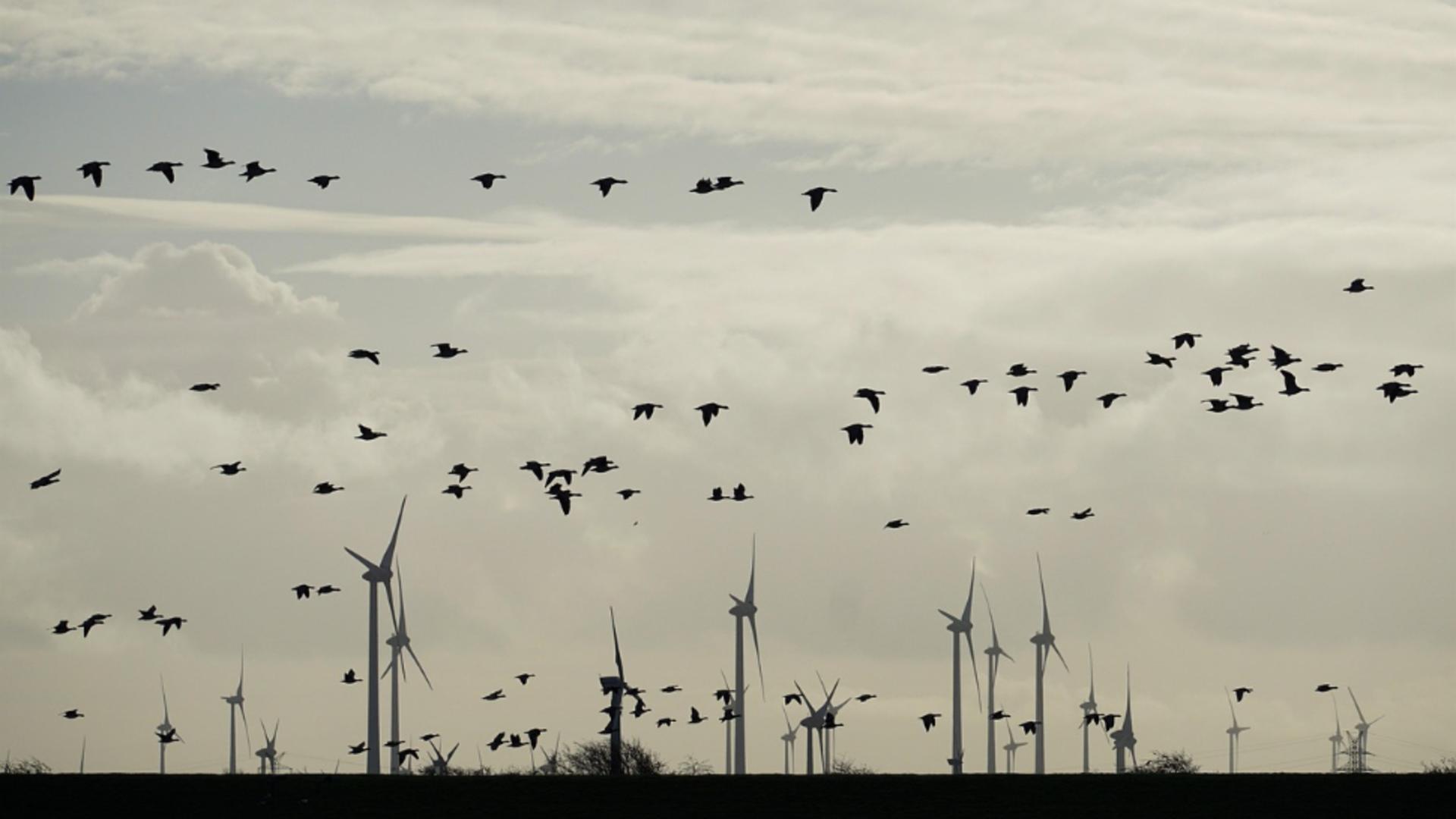 Braconaj de păsări sălbatice descoperit de jandarmi în Prahova. Le ademeneau cu dispozitive radio şi vergele unse cu clei