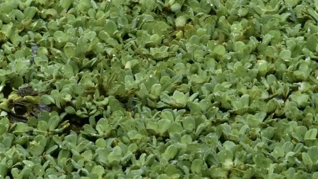 Test IQ pentru genii: poți descoperi aligatorul camuflat în această iluzie optică?