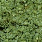 Test IQ pentru genii: poți descoperi aligatorul camuflat în această iluzie optică?