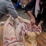 Tăiatul porcului, unul dintre cele mai solide simboluri ale identității rurale românești VIDEO