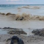 Dezastru ecologic la Marea Neagră după bombardamentele din Odesa. Poluare cu ulei vegetal și numeroase păsări găsite moarte