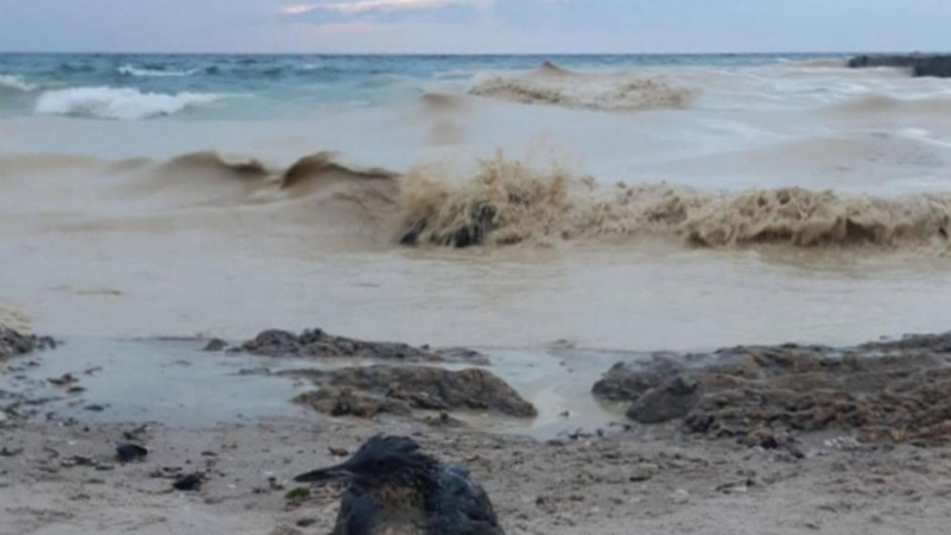 Dezastru ecologic la Marea Neagră după bombardamentele din Odesa. Poluare cu ulei vegetal și numeroase păsări găsite moarte