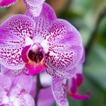 Cum trebuie udate corect orhideele și cât de des. Ce recomandă specialiștii?