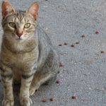 Decizie care schimbă viața pisicilor comunitare.  Ce pot cere acum cetățenii din Sectorul 2