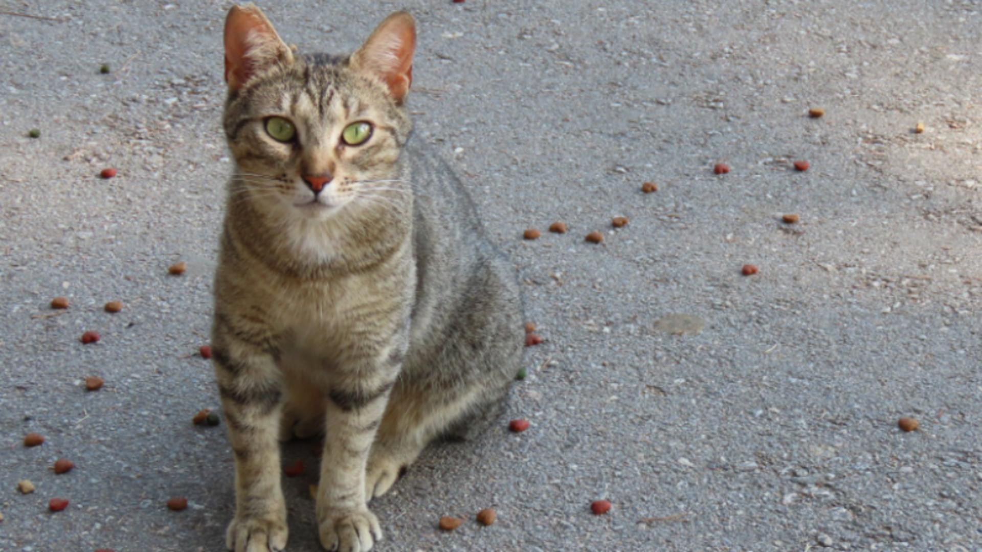 Decizie care schimbă viața pisicilor comunitare.  Ce pot cere acum cetățenii din Sectorul 2