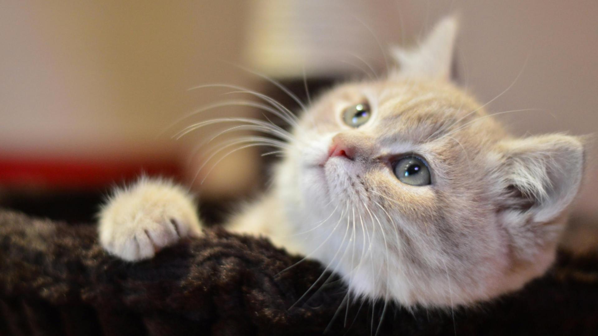 Bărbat din București reținut după ce și-a aruncat pisica de la etaj. Care este starea bietului animal