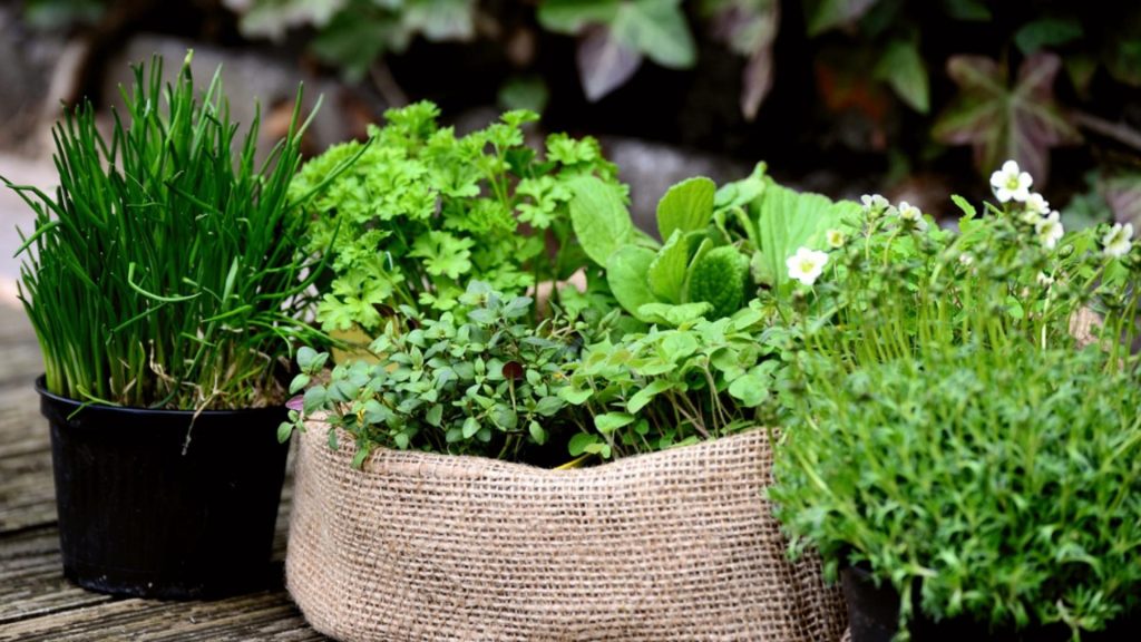 Plante cu proprietăți vindecătoare pe care e bine să le ai în casă. Sunt remedii pentru diverse afecțiuni