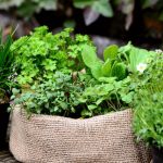 Plante cu proprietăți vindecătoare pe care e bine să le ai în casă. Sunt remedii pentru diverse afecțiuni