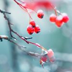 Decembrie capricios: temperaturi de până la 14 grade, apoi frig și precipitații. Când se schimbă vremea