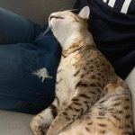 Cum îți dezveți pisica să zgârie mobilierul cu stofă: metode simple și eficiente