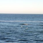 Alertă pe Marea Neagră! Două obiecte plutesc în derivă: Armata monitorizează situația