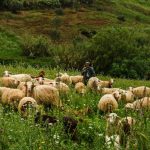 Crimă la o stână din Caraș-Severin: un cioban de 64 de ani, ucis în urma unui conflict izbucnit între colegi