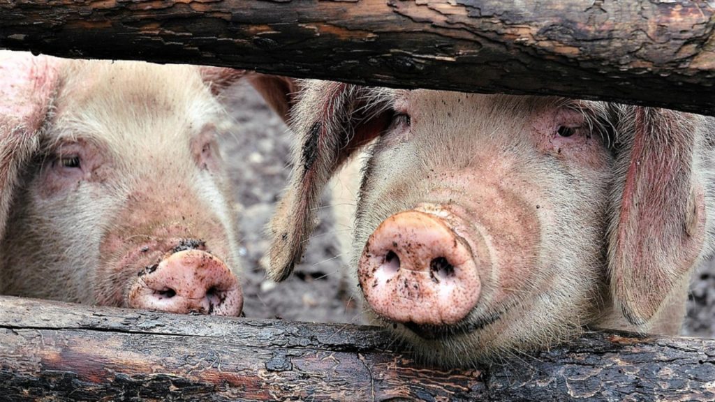 Focarul de pestă porcină din Arad a fost stins. Mii de animale au fost ucise preventiv în prag de sărbători