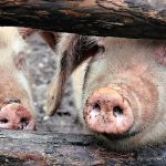 Focarul de pestă porcină din Arad a fost stins. Mii de animale au fost ucise preventiv în prag de sărbători