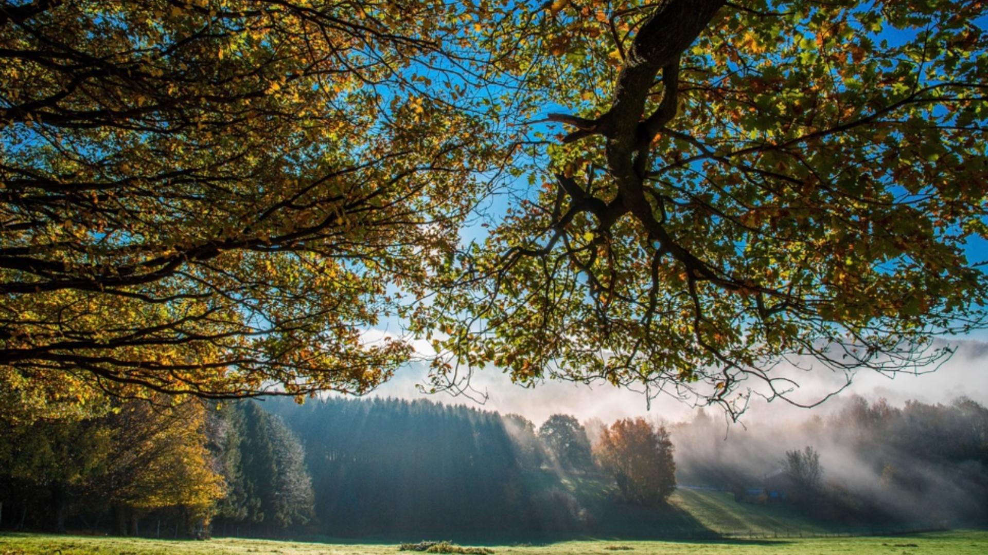 Temperaturile sfidează calendarul. 14 grade în plină lună de decembrie. Prognoza meteo pentru săptămâna viitoare
