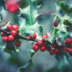 Proprietățile medicinale ale vâscului. Ce întrebuințări, dar și contraindicații poate avea această plantă