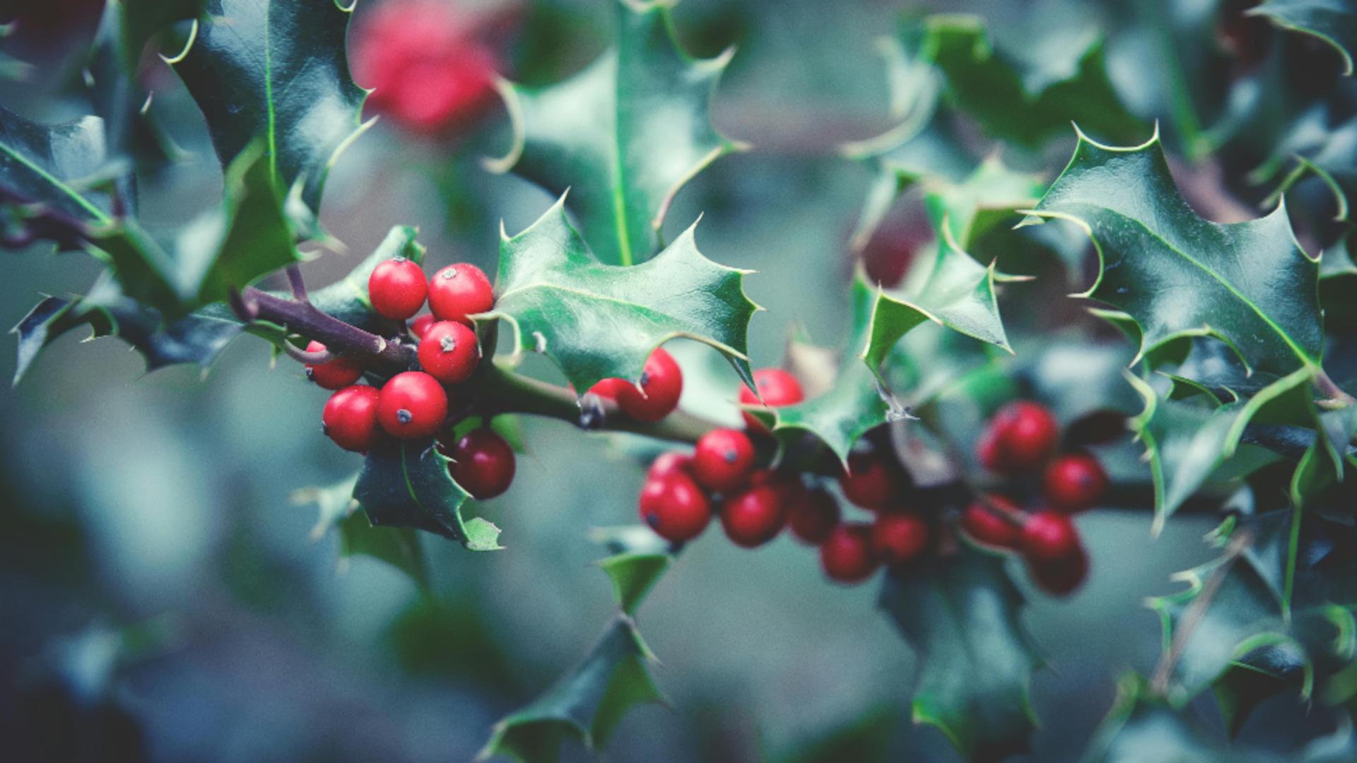 Proprietățile medicinale ale vâscului. Ce întrebuințări, dar și contraindicații poate avea această plantă