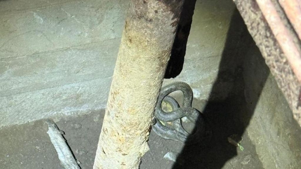 Șerpi de aproximativ 1,5 metri, descoperiți în beciul unei gospodării din Tulcea! Au intervenit jandarmii