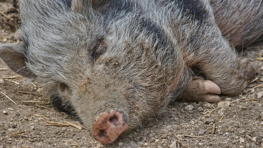 Focarul de pestă porcină africană ridică semne de întrebare: Spania analizează și ipoteza unei scurgeri accidentale din laborator