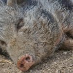 Focarul de pestă porcină africană ridică semne de întrebare: Spania analizează și ipoteza unei scurgeri accidentale din laborator