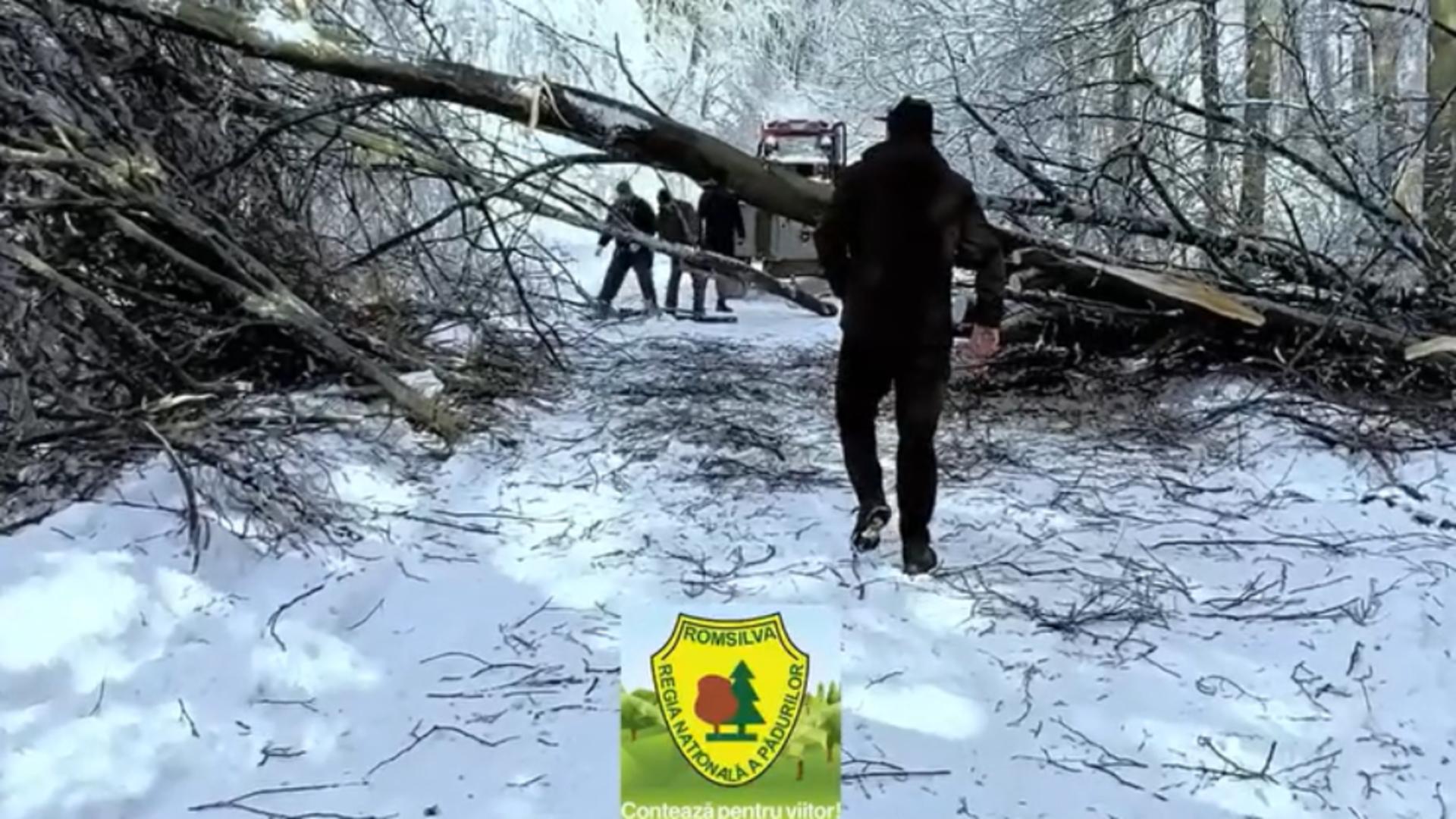 Intervenție în condiții extreme în Caraș-Severin: drumuri blocate de copaci și zăpadă – VIDEO