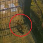 Imagini inedite din inima Capitalei: trei vulpi, „vizitatori” nocturni la Muzeul Antipa. Cum explică specialiștii situația VIDEO