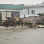 Sfârșitul unui simbol. Ultimul martor al Codrilor Vlăsiei, stejarul secular din București, s-a prăbușit: care ar fi fost cauzele FOTO