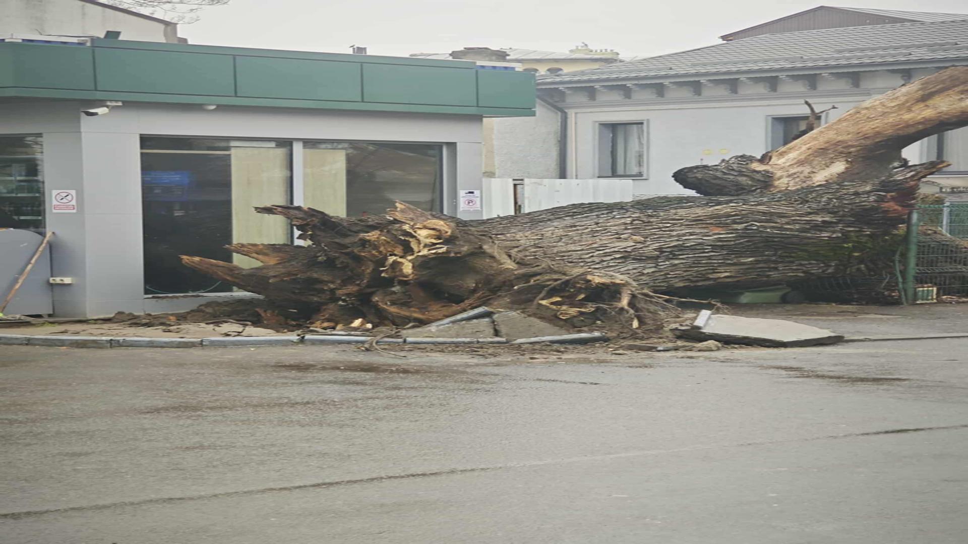 Sfârșitul unui simbol. Ultimul martor al Codrilor Vlăsiei, stejarul secular din București, s-a prăbușit: care ar fi fost cauzele FOTO