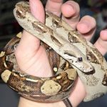 Descoperire șocantă într-un apartament din Bihor. Crescătorie ilegală de vipere și tarantule – FOTO