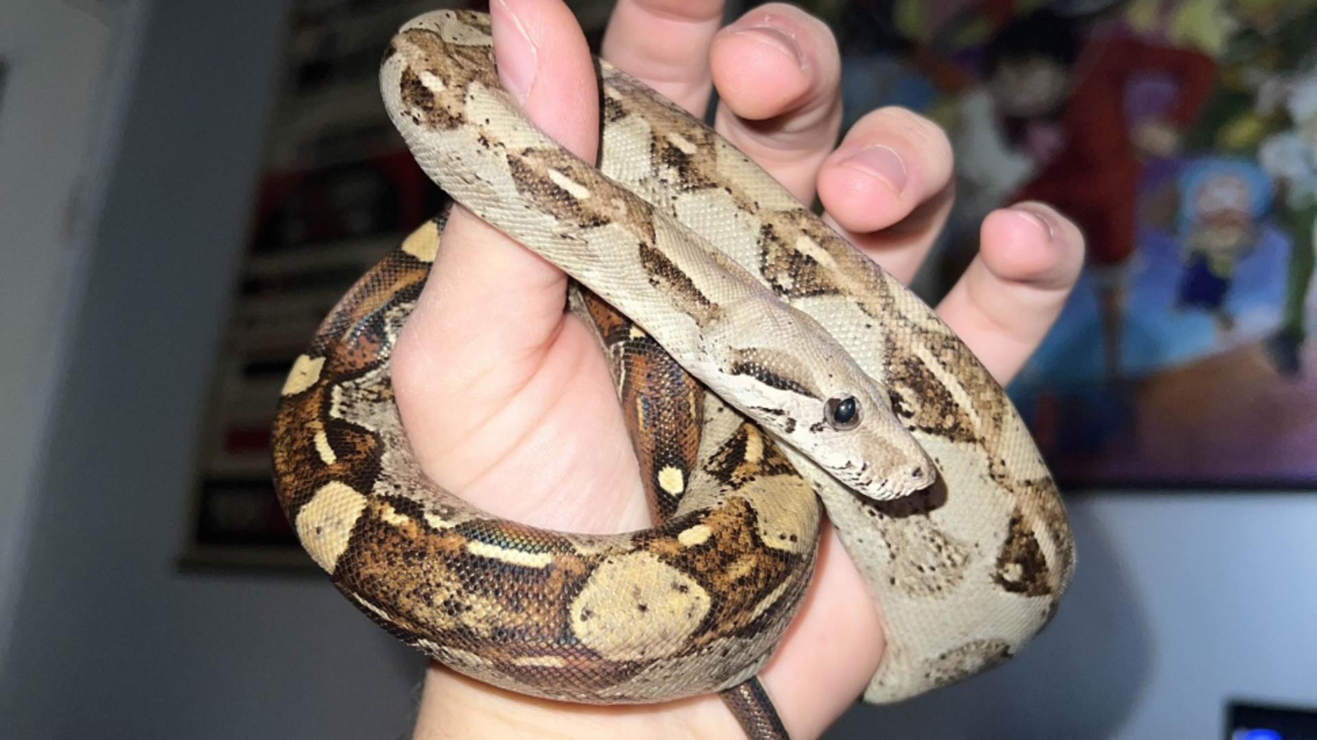 Descoperire șocantă într-un apartament din Bihor. Crescătorie ilegală de vipere și tarantule – FOTO