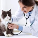 Cabinetele veterinare, în pericol de închidere după o decizie a Guvernului. Medicii amenință: Animalele vor avea de suferit!