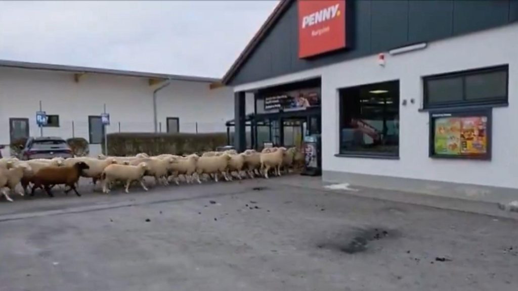 Zeci de oi au dat năvală într-un supermarket Penny. Vizita-surpriză a provocat haos pentru 20 de minute – VIDEO